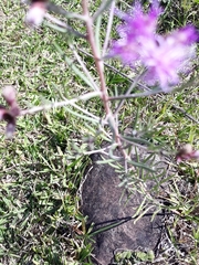 Chromolaena laevigata