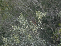 Microspingus cabanisi