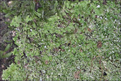 Pannaria minutiphylla