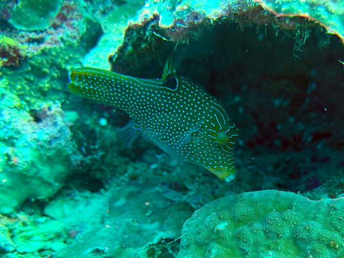 Canthigaster papua