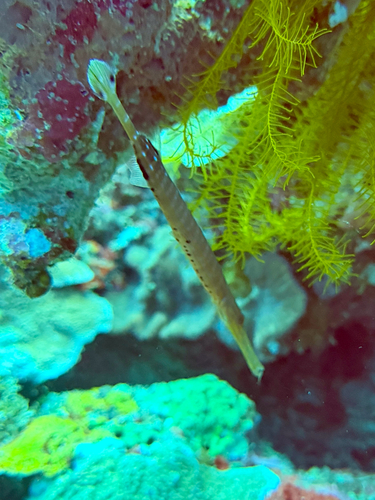Aulostomus chinensis