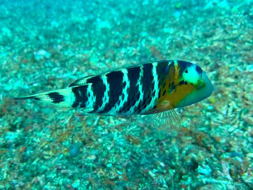 Cheilinus fasciatus