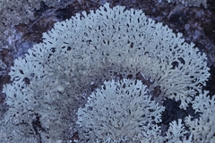 Arctoparmelia separata