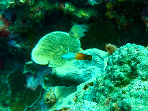 Nemateleotris magnifica