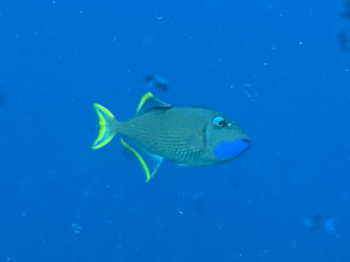 Xanthichthys auromarginatus