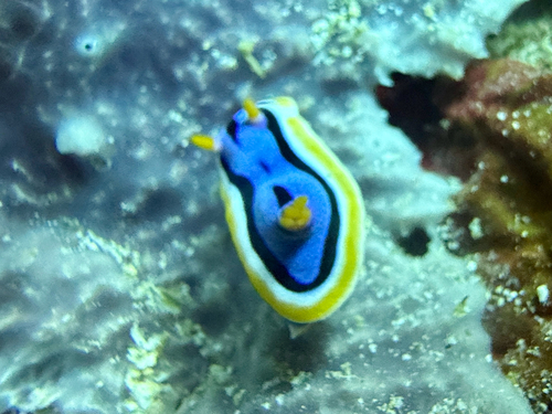 Chromodoris annae