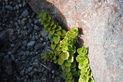 Veronica hookeriana