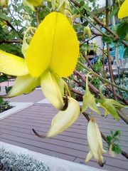 Crotalaria agatiflora