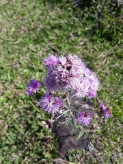 Chromolaena laevigata