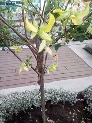 Crotalaria agatiflora