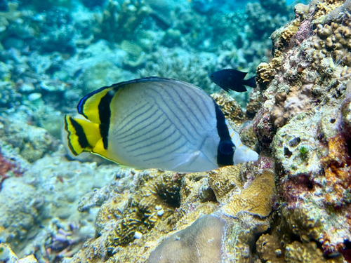 Chaetodon vagabundus