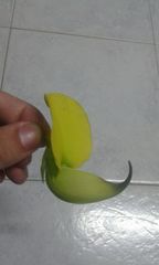 Crotalaria agatiflora