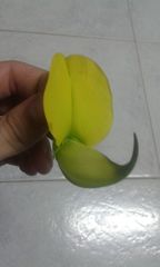 Crotalaria agatiflora