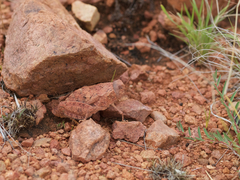 Trachypetrella anderssonii