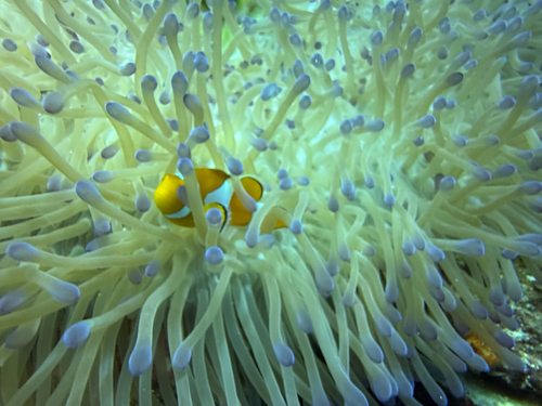 Amphiprion ocellaris