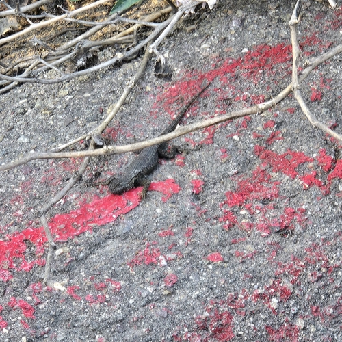 Western Fence Lizard observed by staceaceae