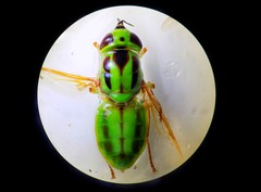 Hedriodiscus pulcher