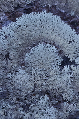 Arctoparmelia separata