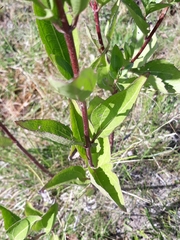 Chromolaena laevigata