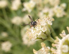 Parancistrocerus minimoferus
