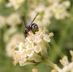 Parancistrocerus minimoferus