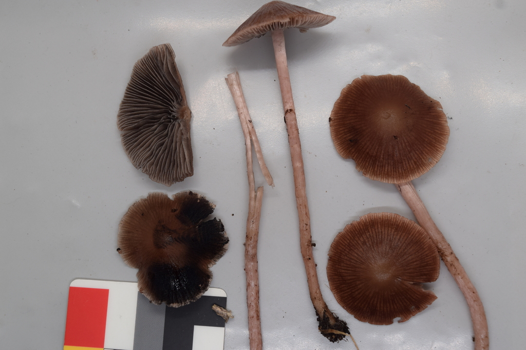 Psathyrella bipellis · May 2026 · photo: © davidwhyte (iNaturalist, cc-by-sa)