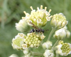 Parancistrocerus minimoferus