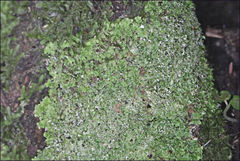 Pannaria minutiphylla