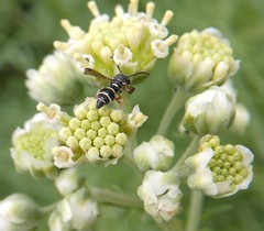 Parancistrocerus minimoferus