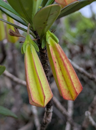 Thiollierea campanulata observed 2026-05-04