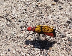 Tegrodera aloga