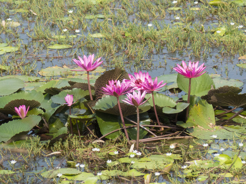 Nymphaea rubra