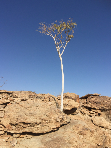 Boscia tomentosa