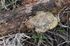 Fungi