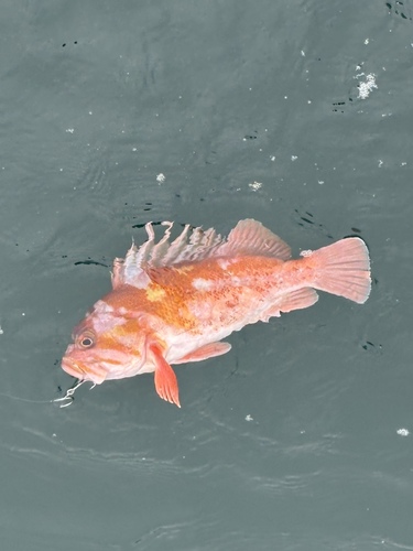 Sebastes caurinus