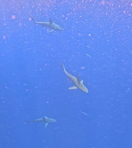 Carcharhinus plumbeus