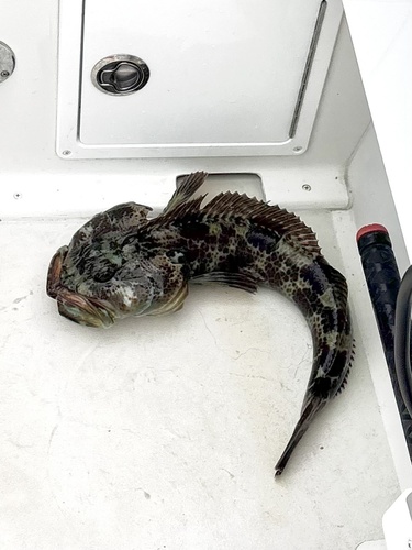 Ophiodon elongatus