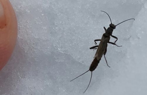 Widow Stonefly