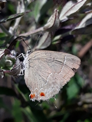 Contrafacia catharina