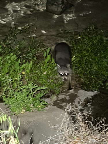 Common Raccoon observed by ethana05