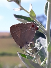 Contrafacia catharina