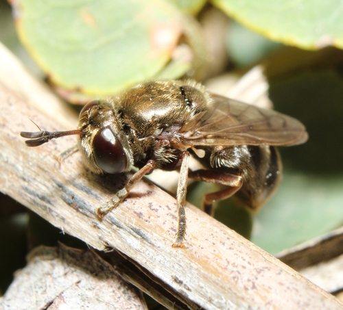 Microdon Subgenus Microdon · iNaturalist