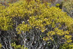 Pimelea buxifolia