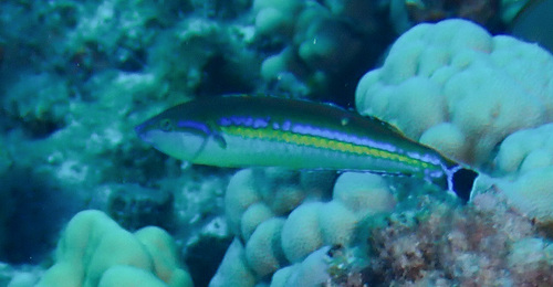 Pseudojuloides observed 2026-04-25