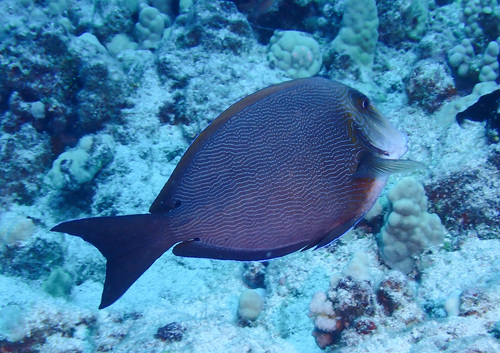 Acanthurus nigroris observed 2026-04-25