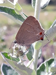 Contrafacia catharina