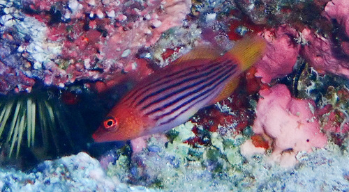 Pseudocheilinus octotaenia, 2026-04-25