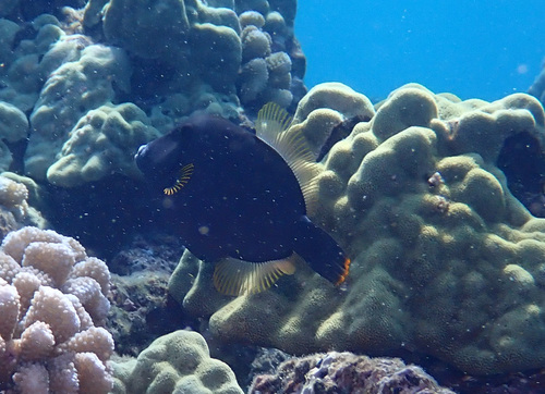 Cantherhines sandwichiensis observed 2026-04-25