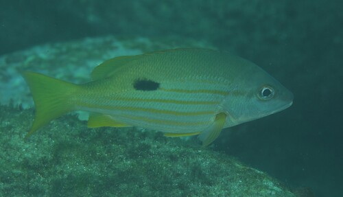 Lutjanus fulviflamma