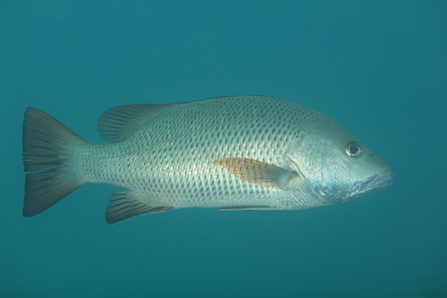 Lutjanus argentimaculatus